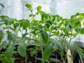 Green tomato plant seedlings growing in pots on the window sill in bright sunlight. Vegetable seedlings in pots. Indoor gardening Royalty Free Stock Photo