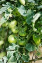 Green tomato plant sprayed with chemical mixture
