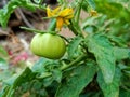 Green tomato plant on tomato and yellow flowers Royalty Free Stock Photo