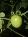 green tomato plants Royalty Free Stock Photo