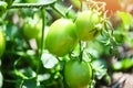 Green tomato in the plants farm agriculture organic with sunlight - Fresh green unripe tomatoes growing in the garden Royalty Free Stock Photo