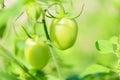 Green tomato in the plants farm agriculture organic with sunlight - Fresh green unripe tomatoes growing in the garden Royalty Free Stock Photo