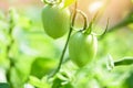 Green tomato in the plants fram agriculture organic with sunlight - Fresh green unripe tomatoes growing in the garden Royalty Free Stock Photo