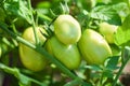 Green tomato in the plants fram agriculture organic with sunlight - Fresh green unripe tomatoes growing in the garden Royalty Free Stock Photo