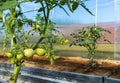 Green tomato plants in greenhouse Royalty Free Stock Photo