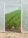 Green tomato plants in a greenhouse at spring Royalty Free Stock Photo