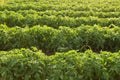 Green tomato plants growing in rows, outdoors, in backlit sunlight Royalty Free Stock Photo