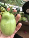 Green tomato pomodoro Royalty Free Stock Photo