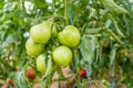 Green tomato ripening in greenhouse. Royalty Free Stock Photo