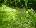 Tomato on it's vine unripe