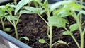 Green tomato seedings in greenhouse are ready for planting