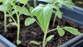 Green tomato seedings in greenhouse are ready for planting