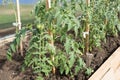 Green tomato seedling grows on a garden bed in a greenhouse Royalty Free Stock Photo