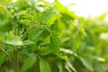 Green tomato seedlings on background, closeup Royalty Free Stock Photo