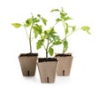 Green tomato seedlings in peat pots isolated Royalty Free Stock Photo