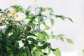 Green tomato. A small tomato fruit on a bush. Yellow inflorescences on seedlings