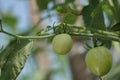 Green tomato (Solanum lycopersicum, Lycopersicon lycopersicum, Lycopersicon esculentum) on the tree Royalty Free Stock Photo