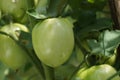 Green tomato (Solanum lycopersicum, Lycopersicon lycopersicum, Lycopersicon esculentum) on the tree Royalty Free Stock Photo