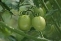 Green tomato (Solanum lycopersicum, Lycopersicon lycopersicum, Lycopersicon esculentum) on the tree Royalty Free Stock Photo