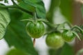 Green tomato texture macro, green cherry tomatoes growing on hairy vines Royalty Free Stock Photo