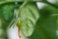 Green tomato texture macro, green cherry tomatoes growing on hairy vines Royalty Free Stock Photo