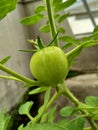 Green Tomato Varians