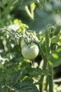 Green Tomato on Vine Royalty Free Stock Photo