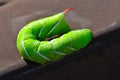 Green tomato worm Royalty Free Stock Photo