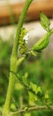 Green Tomato Worm Royalty Free Stock Photo