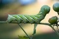 Green Tomato Worm Royalty Free Stock Photo
