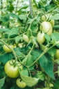 Green tomatoe fruit om the bush in a garden Royalty Free Stock Photo