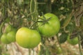 Green tomatoe Royalty Free Stock Photo