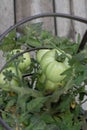 Green Tomatoe Royalty Free Stock Photo