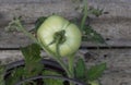 Green Tomatoe Royalty Free Stock Photo