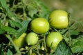 Green Tomatoes Royalty Free Stock Photo