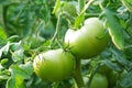 Green tomatoes