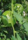 Green Tomatoes