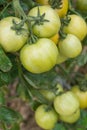 Green tomatoes