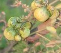 Green tomatoes, Agriculture concept