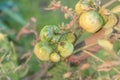 Green tomatoes, Agriculture concept