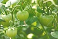 Green tomatoes. Agriculture concept, green food background