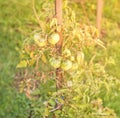 Green tomatoes, Agriculture concept with yellow sun