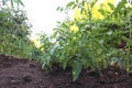 green tomatoes on the bed. bushes of unsyeuly green tomatoes in the open ground Royalty Free Stock Photo