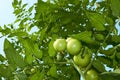 Green tomatoes from below Royalty Free Stock Photo