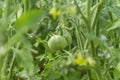Green tomatoes on branch Royalty Free Stock Photo