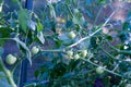 Green tomatoes branch Royalty Free Stock Photo