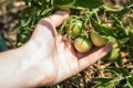 Green tomatoes on branch, female hand Royalty Free Stock Photo