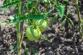 Green tomatoes on branch in the garden. Agriculture concept Royalty Free Stock Photo