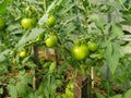 Green tomatoes on a branch Royalty Free Stock Photo