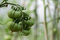 Green tomatoes on branch in greenhouse, close-up, selective focus, copy space. Unripe vegetables. Growing organic nightshade Royalty Free Stock Photo